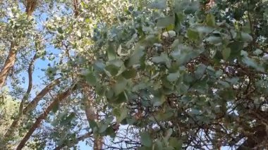 TCrown 'un gerçek videosu, orijinal görüntüler, yapay zeka değil.