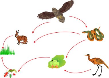 Food chain biological circle clipart