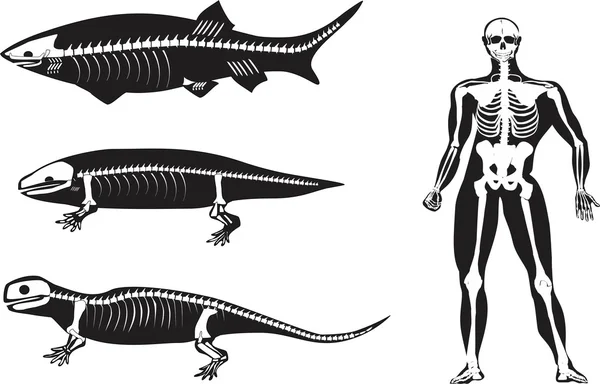 Evrim illüstrasyon siluetleri