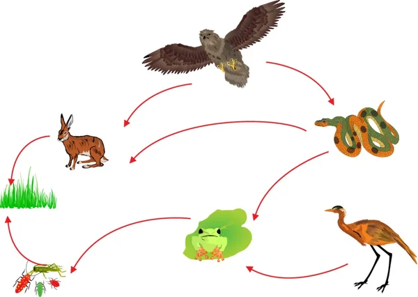 Chaîne alimentaire cercle biologique — Image vectorielle