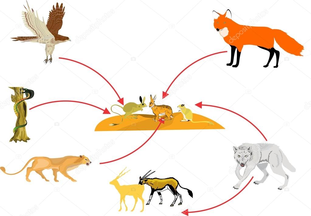 Food chain in desert โ Stock Vector ยฉ baurz #89161488 Biology Diagrams