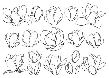 Manolya çiçekleri, beyaz arka planda ince çizgiler. Çiçek vektör çizimi moda tarzında. Minimalist sanat. Düğün davetiyesi için resim, tebrik kartı, boyama kitabı, diğer tasarım.