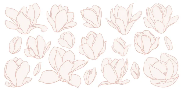 Σετ Από Λουλούδια Μανόλια Σχέδιο Γέμιση Λευκό Φόντο Floral Vector — Διανυσματικό Αρχείο