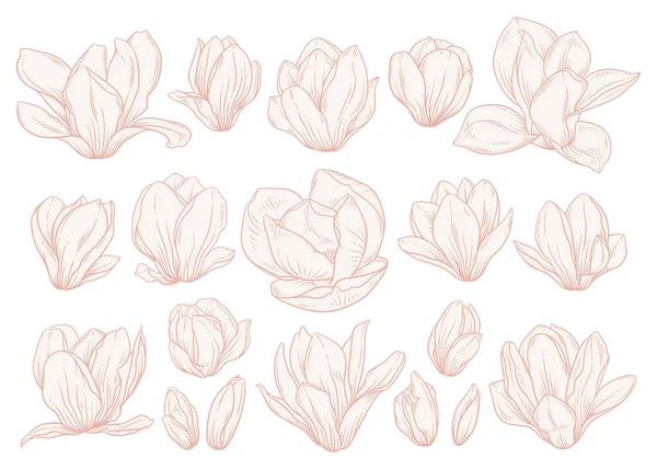 Σύνολο Λουλουδιών Μανόλια Λευκό Φόντο Floral Σχέδια Μπεζ Χρώματα Στυλ — Διανυσματικό Αρχείο