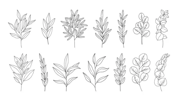 Sada Listů Ručně Kreslené Větve Klacky Eukalyptu Rozmarýnu Olivy Botanické — Stockový vektor