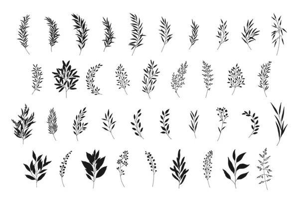 Blätter Gesetzt Handgezeichnete Zweige Silhouetten Wiesenkräuter Wildpflanzen Zweige Botanische Elemente Vektorgrafiken