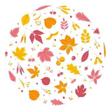 Sonbahar yaprakları ve tohumları - akçaağaç, meşe, akasya, ıhlamur, at kestanesi, kavak ağacı, kül, söğüt, diken. Sarı, turuncu ve pembe renklerde sonbahar yaprakları. Beyaz arkaplanda vektör illüstrasyonu.