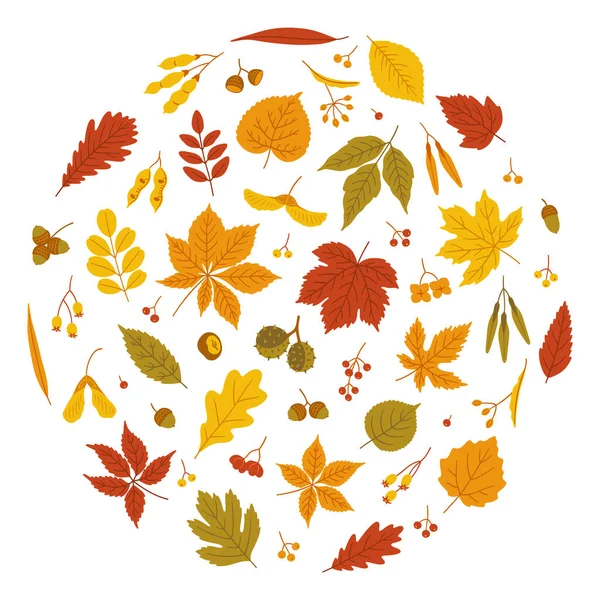 Комплект Осенних Листьев Семян Клен Дуб Акация Липа Конский Каштан — стоковый вектор
