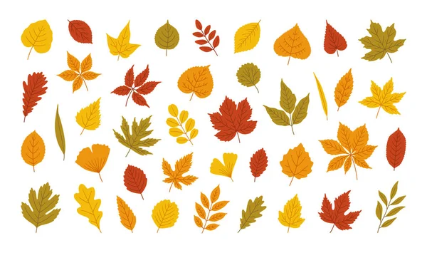 Комплект Осенних Листьев Клен Дуб Акация Липа Береза Конский Каштан — стоковый вектор