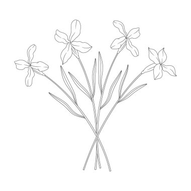 Bouquet of four Matthiola flowers with leaves. Bunch of blooming wild plants. Line art, minimal style, contour. Botanical hand-drawn elements for design projects. Vector illustration