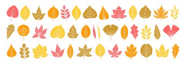 Big set of diverse autumn leaves in yellow, red, brown, orange colors. Fall background, foliage of maple, birch, oak, poplar, acacia, others isolated on white. Silhouette icons, vector illustration
