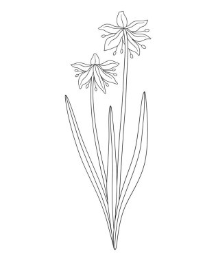 Yapraklı iki kartopu çiçeği buketi. Bir avuç çiçek açan yabani bitkiler. Çizgi sanatı, asgari tarz, dış hatlar. Tasarım projeleri için botanik el yapımı elementler. Vektör illüstrasyonu