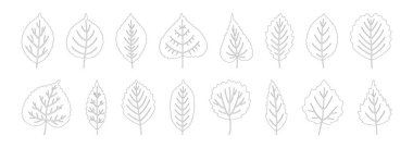 Yaprak simgeleri ana hatlarıyla, beyaz arkaplanda izole edilmiş. ıhlamur ağacı, huş ağacı, kavak ağacı ve kızılağaç. Sonbahar, bahar ya da yaz yaprakları, set, kontür. Vektör illüstrasyonu