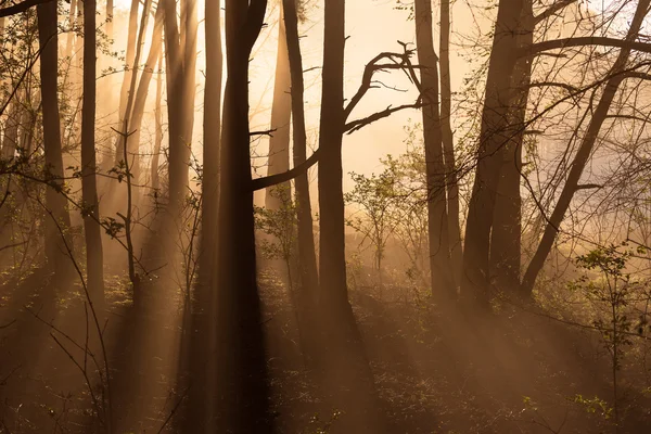 Luz da floresta em uma manhã cedo — Fotografia de Stock