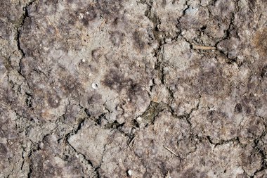 Yanıp kül olmuş toprak. Kuru bataklık