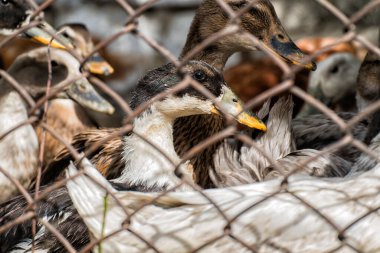 Evcil ördek tel örgülerin arkasından dışarı bakıyor.