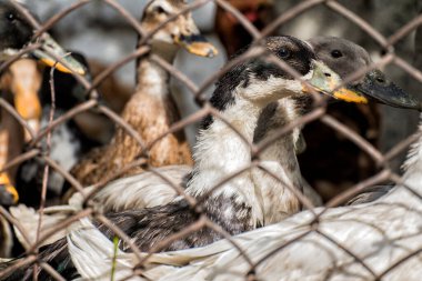 Evcil ördek tel örgülerin arkasından dışarı bakıyor.