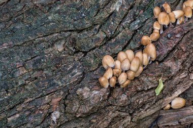 Bir ağacın kabuğunda mantar kolonisi (Coprinellus micaceus))