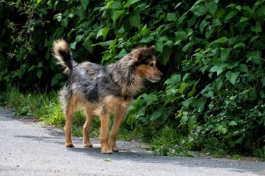 Tüylü bir sokak köpeği çalıların arasında bir şey görmüş.