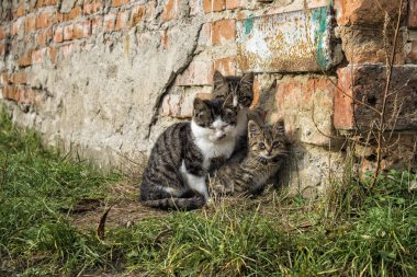 Üç küçük sokak kedisi birbirine sıkıca sokulur.