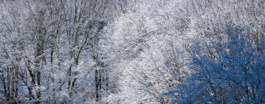 Kış ormanı Ormanda karla kaplı ağaçlar taçlar