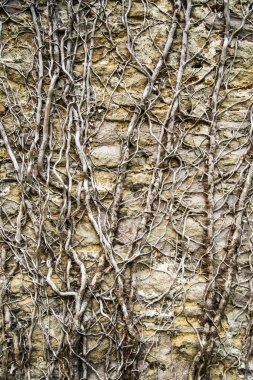 Tuğla duvarda sürünen 