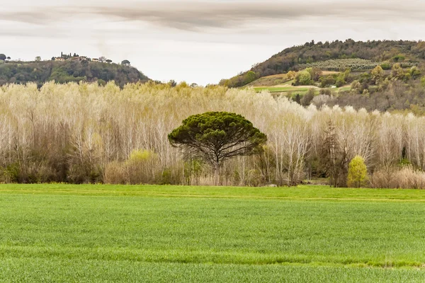 A paisagem de Chianti — Fotografia de Stock