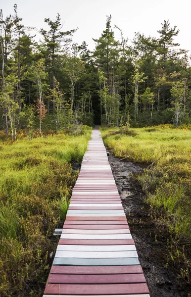 Percorso forestale — Foto Stock