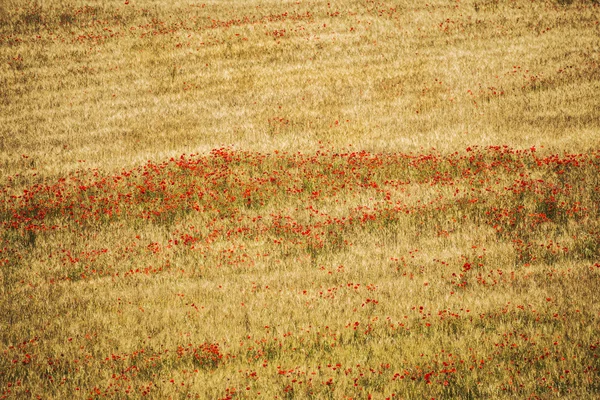 Campo de flores — Fotografia de Stock