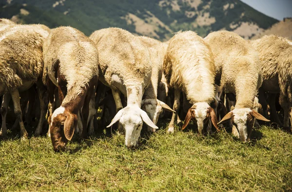 农场的羊羔羊 — 图库照片