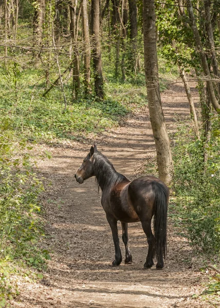 Caballo en pastos —  Fotos de Stock