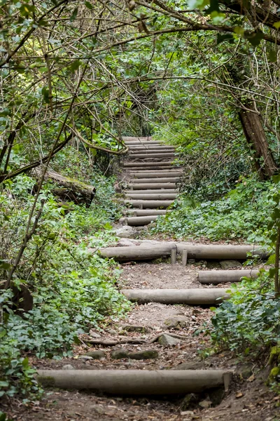 Fußweg im sommergrünen Wald — Stockfoto