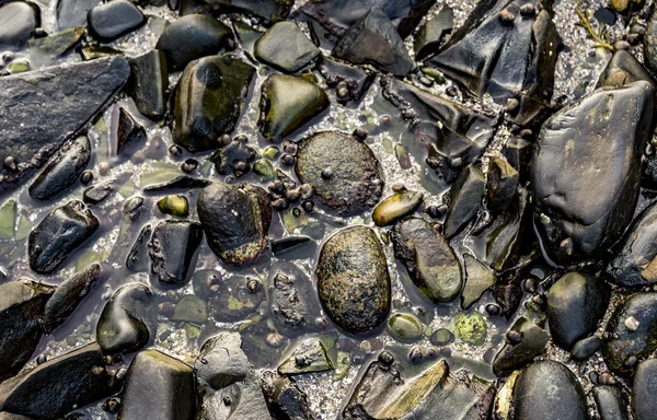 Małe kamienie na plaży — Zdjęcie stockowe