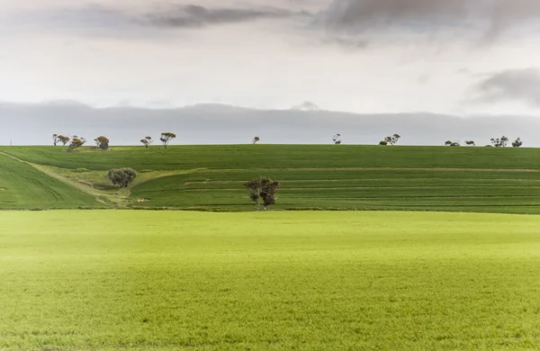 Paisagem sul-australiana — Fotografia de Stock