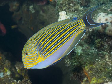 Sırada surgeonfish mercan balık