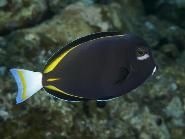 Ψάρια των κοραλλιών Whitecheek surgeonfish — Φωτογραφία Αρχείου