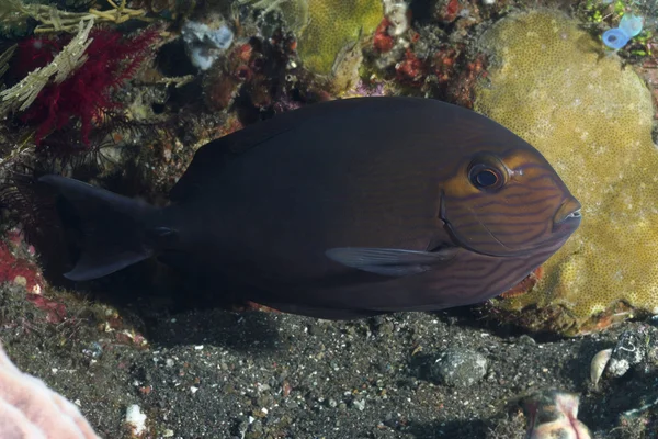 Pez coral Cirujano alargado — Foto de Stock