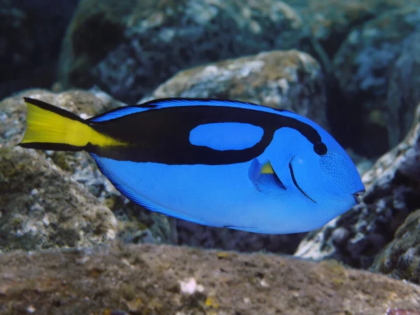 Ψάρια των κοραλλιών παλέτα surgeonfish — Φωτογραφία Αρχείου