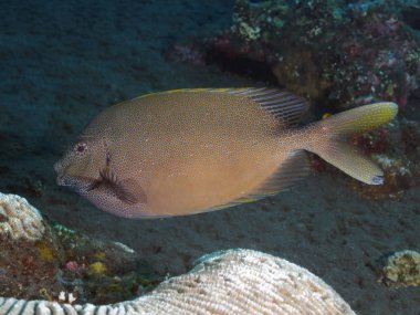 Mercan balık Goldspotted spinefoot