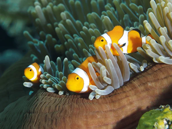 Coral fish Clown anemonefish — Stock Photo, Image