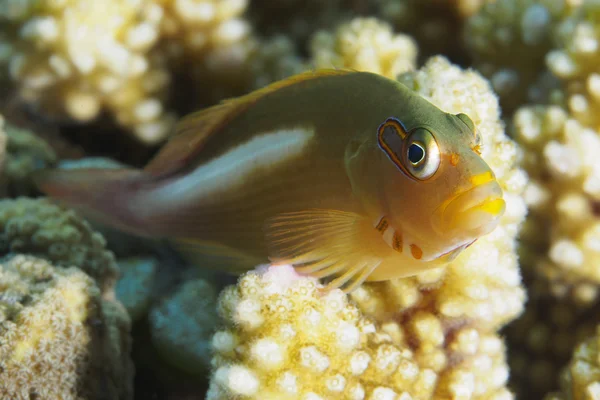 산호 물고기 아크 눈 hawkfish — 스톡 사진