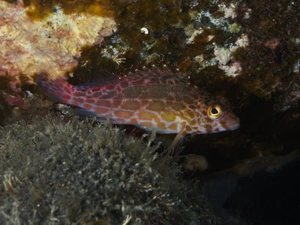 Coral fish Spotted hawkfish — Stock Photo, Image
