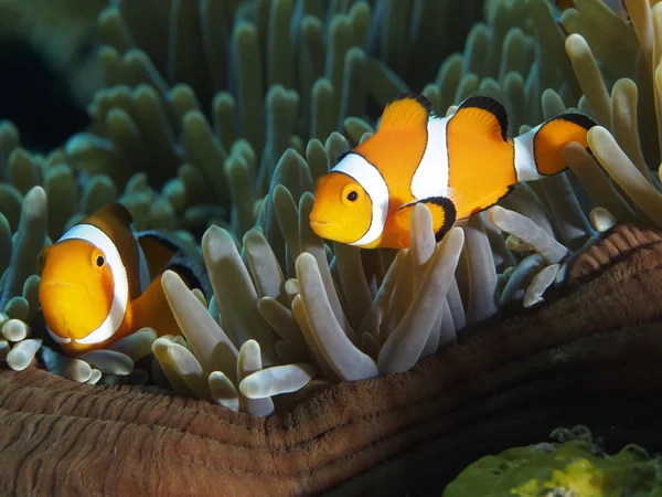 珊瑚鱼小丑条 — 图库照片