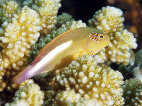 Peixe-coral Peixe-falcão-olho-arco — Fotografia de Stock