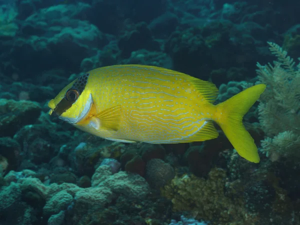 Coral fish Barhead spinefoot — Stock Photo, Image