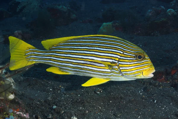 Coral fish Ribboned sweetlips — Stock Photo, Image