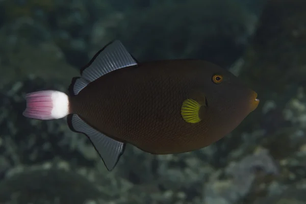 Coral fish Pinktail triggerfish — Stock Photo, Image