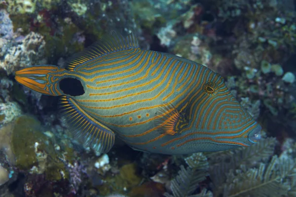 Peixes de corais Triggerfish listrado laranja — Fotografia de Stock