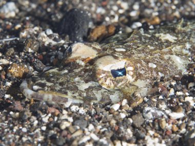 İki benekli flathead