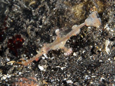 Mercan balık Tripletail wrasse